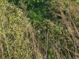 Image of Blunt-winged Warbler