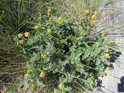 Imagem de Astragalus pycnostachyus A. Gray