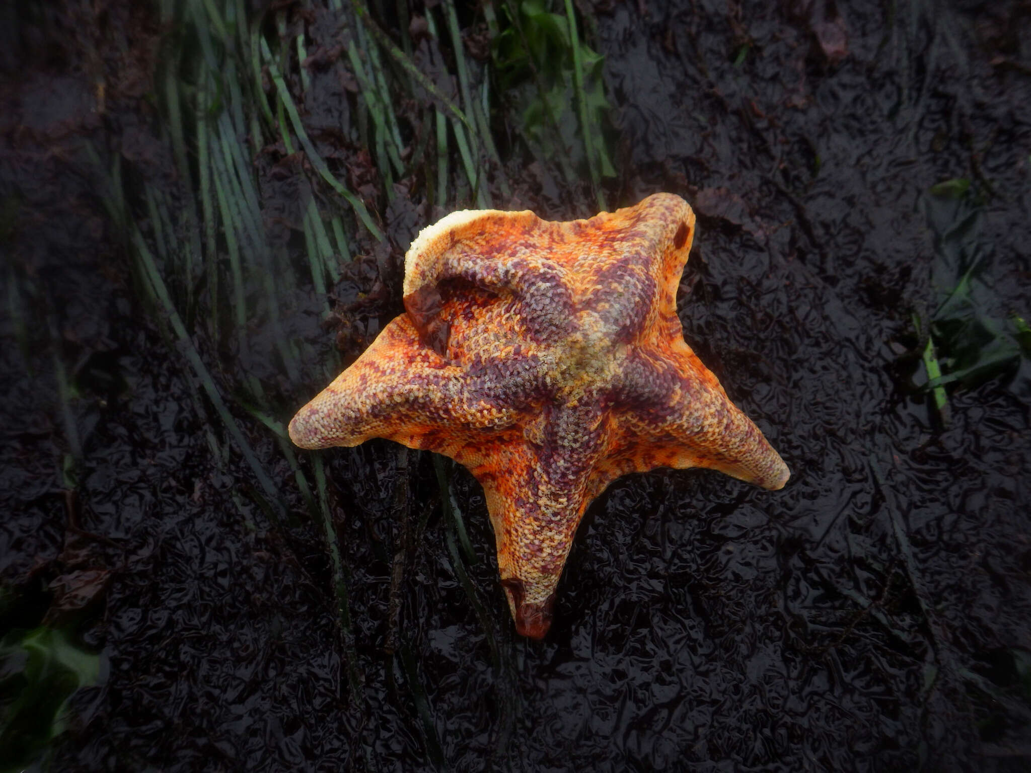 Image of Bat star