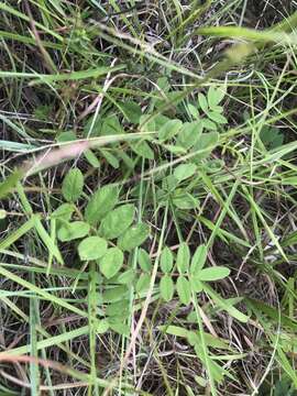 Image of spiked hoarypea