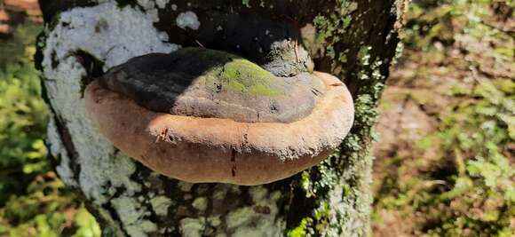 Image de Phellinus hartigii (Allesch. & Schnabl) Pat. 1903