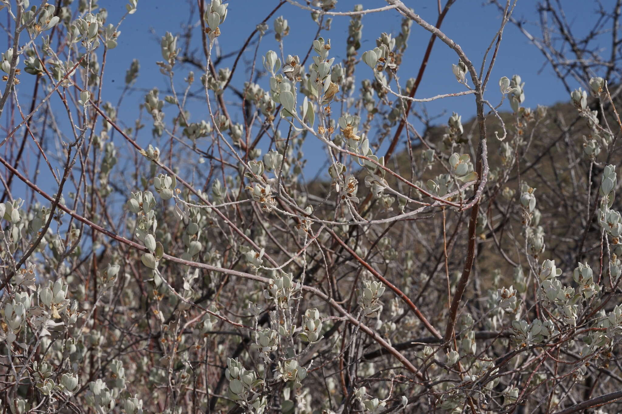 Image de Buddleja marrubiifolia Benth.