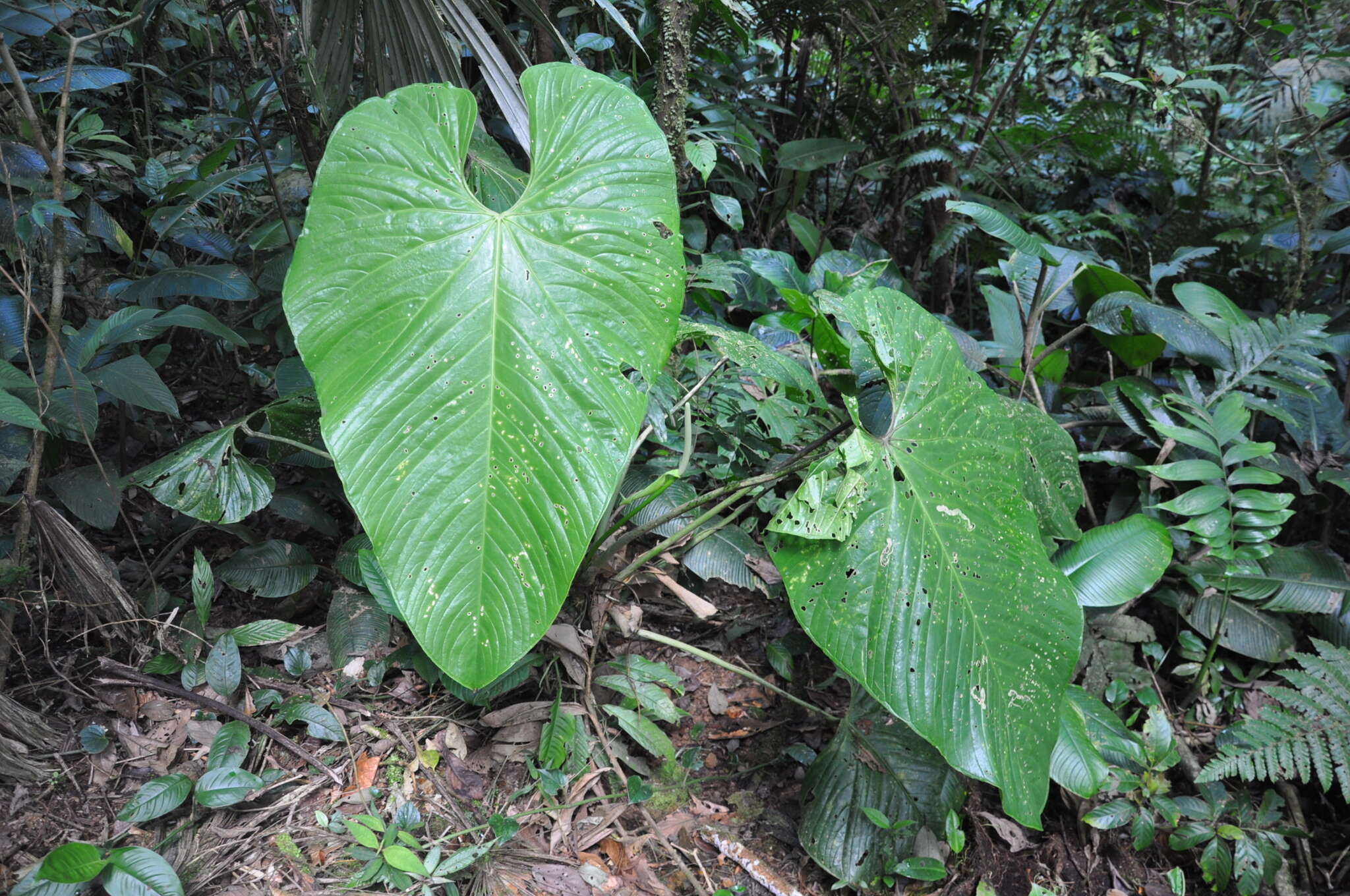 Anthurium caperatum Croat & R. A. Baker resmi