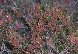 Image of Allocasuarina misera L. A. S. Johnson