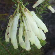 Image of nine-pin heath