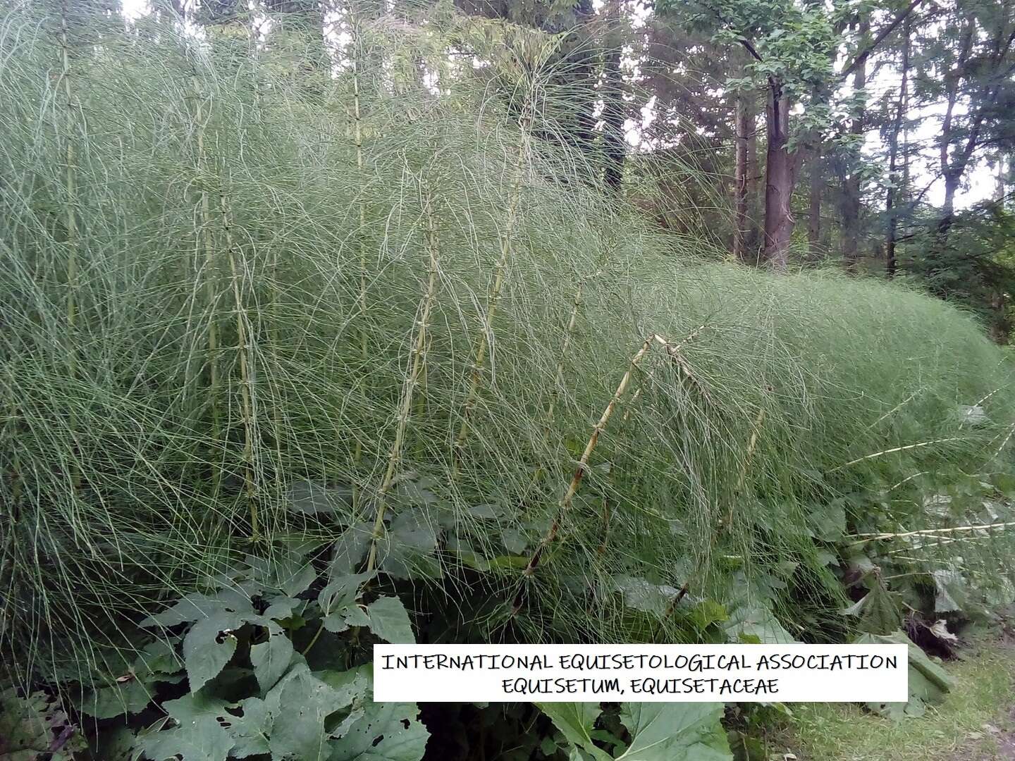 Image of Equisetum telmateia subsp. telmateia