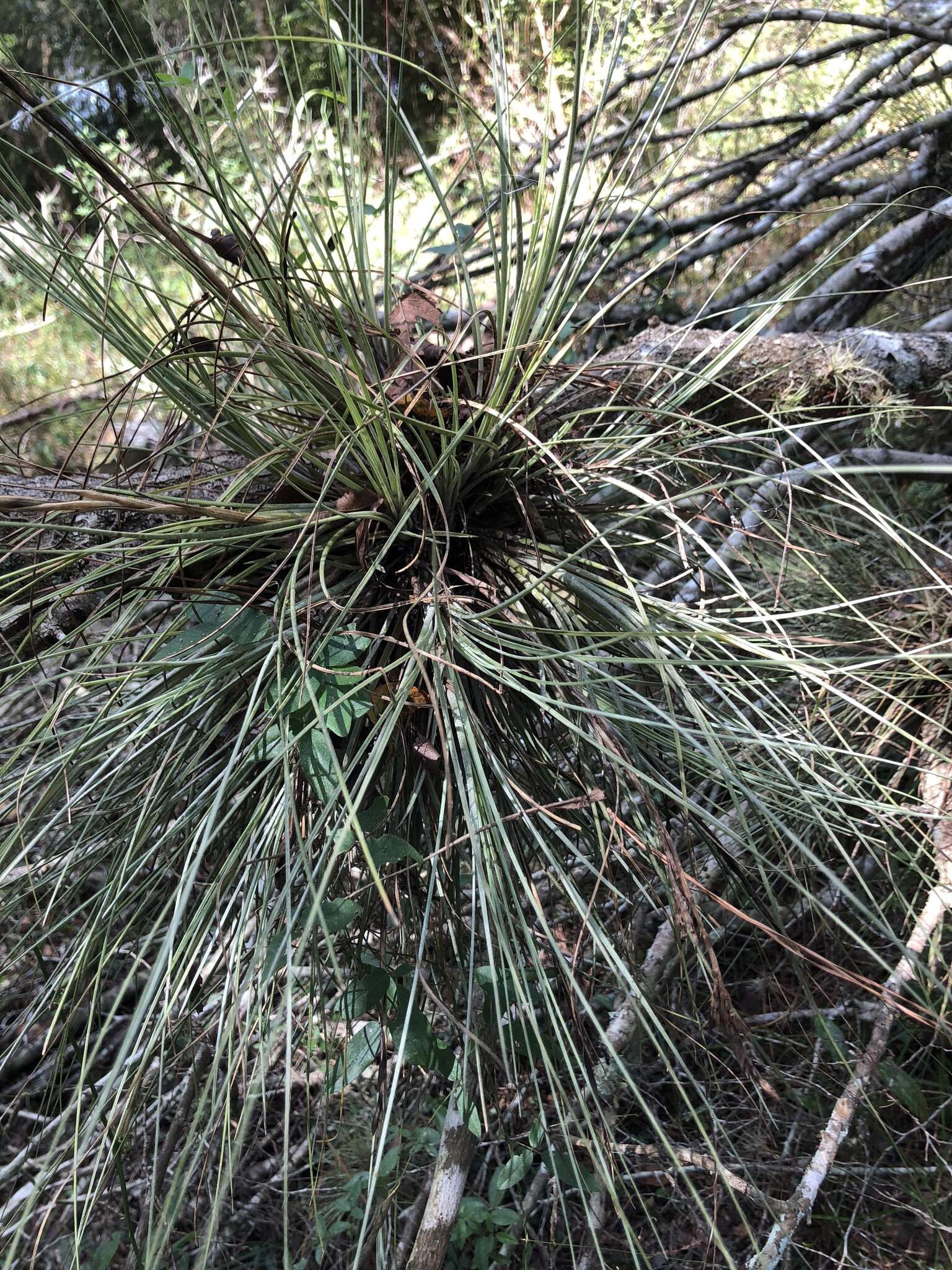 Tillandsia bartramii Elliott的圖片