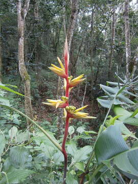 Image of Guatemalan bird of paradise