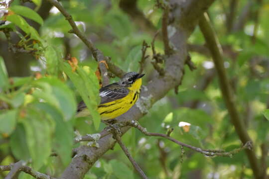 Image of Canada Warbler