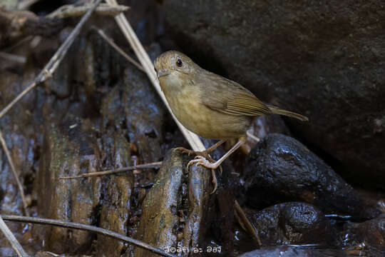 Image of Buff-breasted Babbler