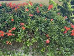 Image of Mexican blood-trumpet