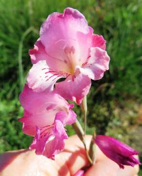 Image of Gladiolus hirsutus Jacq.