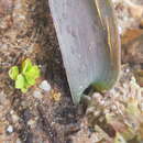 Image of Lachenalia stayneri W. F. Barker