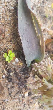 Image of Lachenalia stayneri W. F. Barker