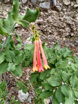 Image of Lonicera pilosa Willd. ex Kunth