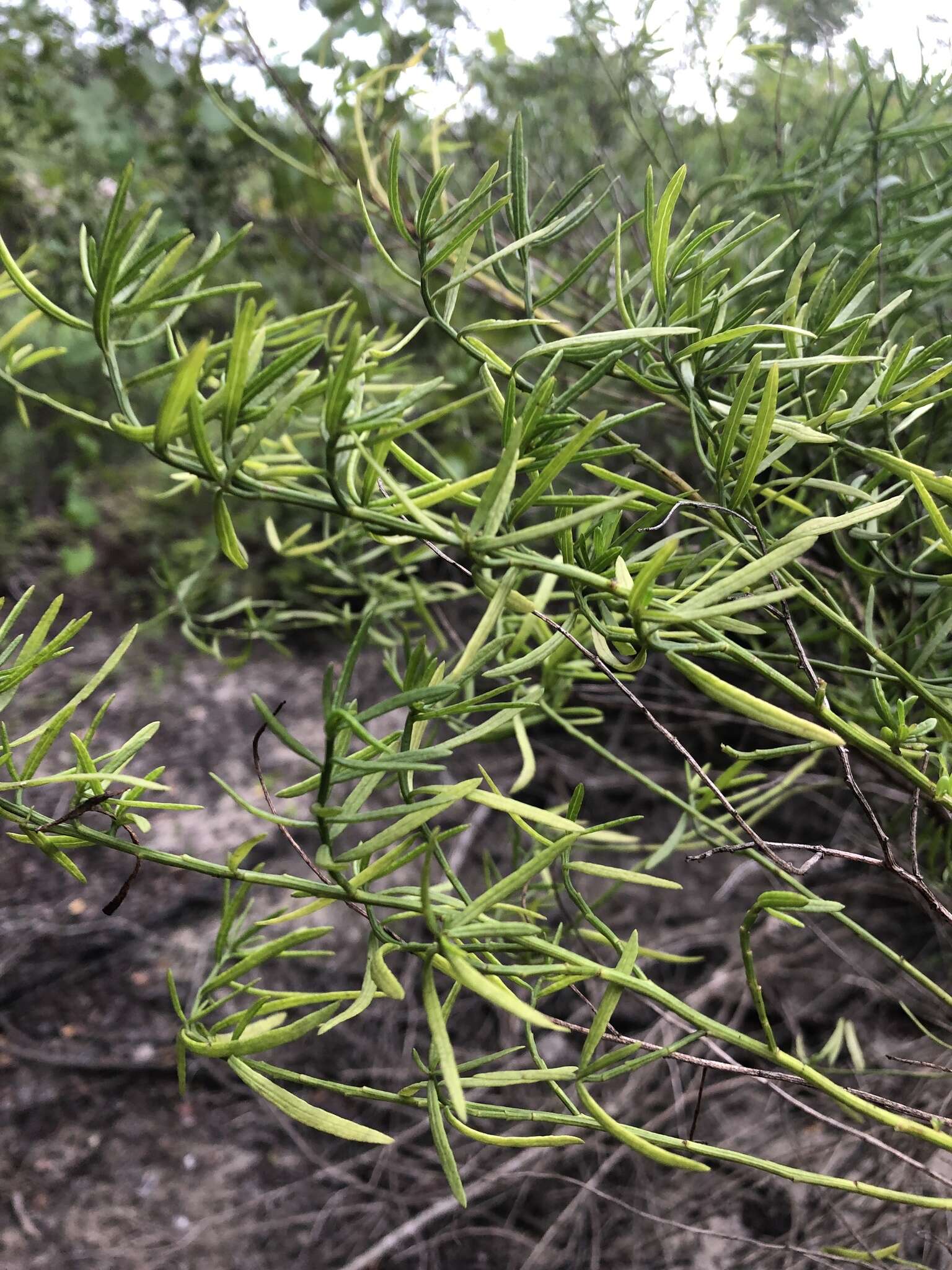 Слика од Baccharis angustifolia Michx.