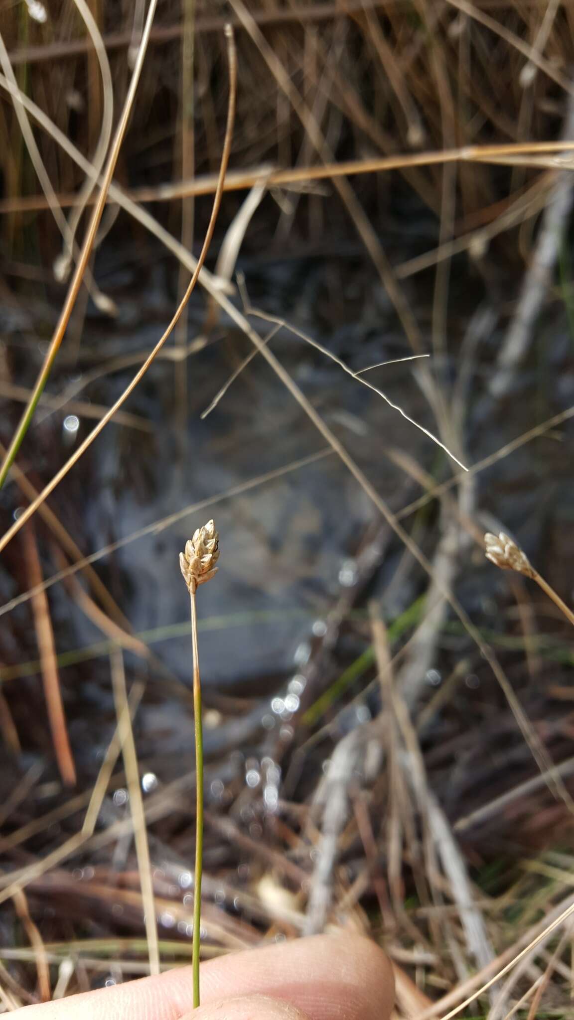 Imagem de Eleocharis tuberculosa (Michx.) Roem. & Schult.