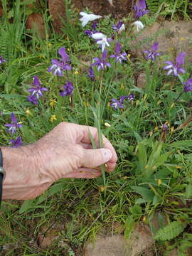 Image of Ixia namaquana L. Bolus