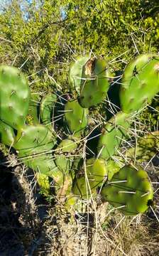 Opuntia rioplatense resmi