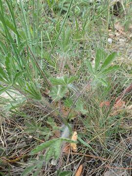 Image of Potentilla pedata Willd.