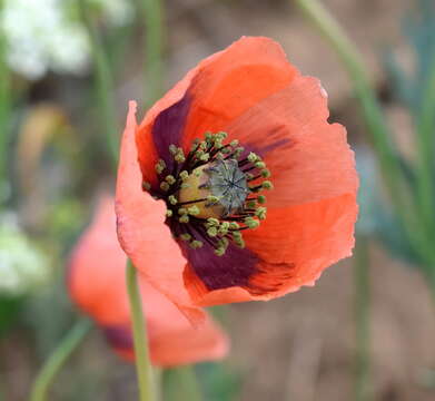 Image of Papaver laevigatum M. Bieb.