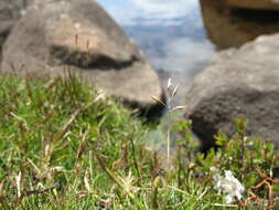 Image of Rytidosperma pauciflorum (R. Br.) Connor & Edgar