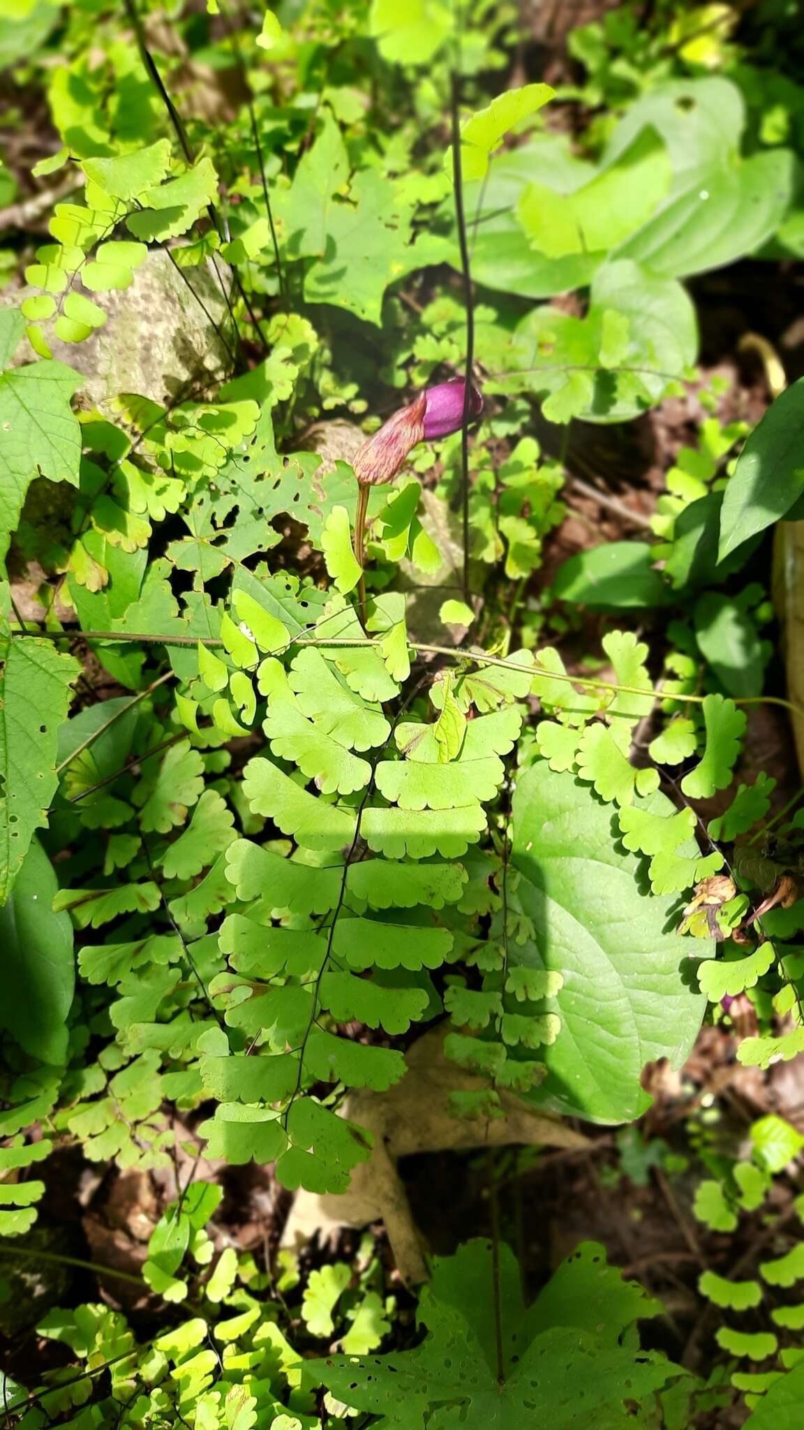 Image of Aeginetia indica L.