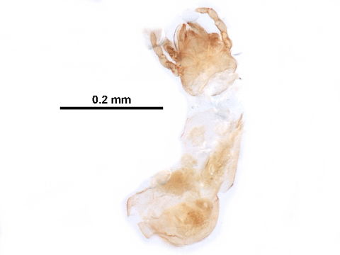 Image of Epilohmannia