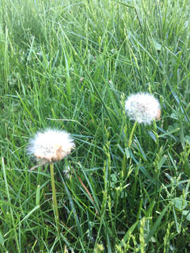 Image of Rock dandelion