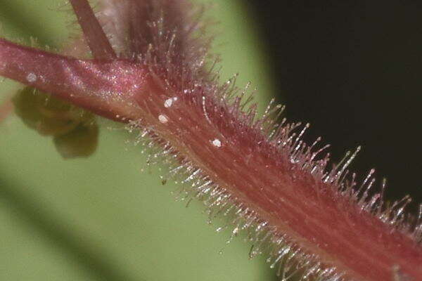 صورة Euphorbia eglandulosa V. W. Steinm.