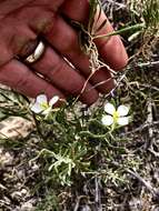 Image of White Sands fanmustard