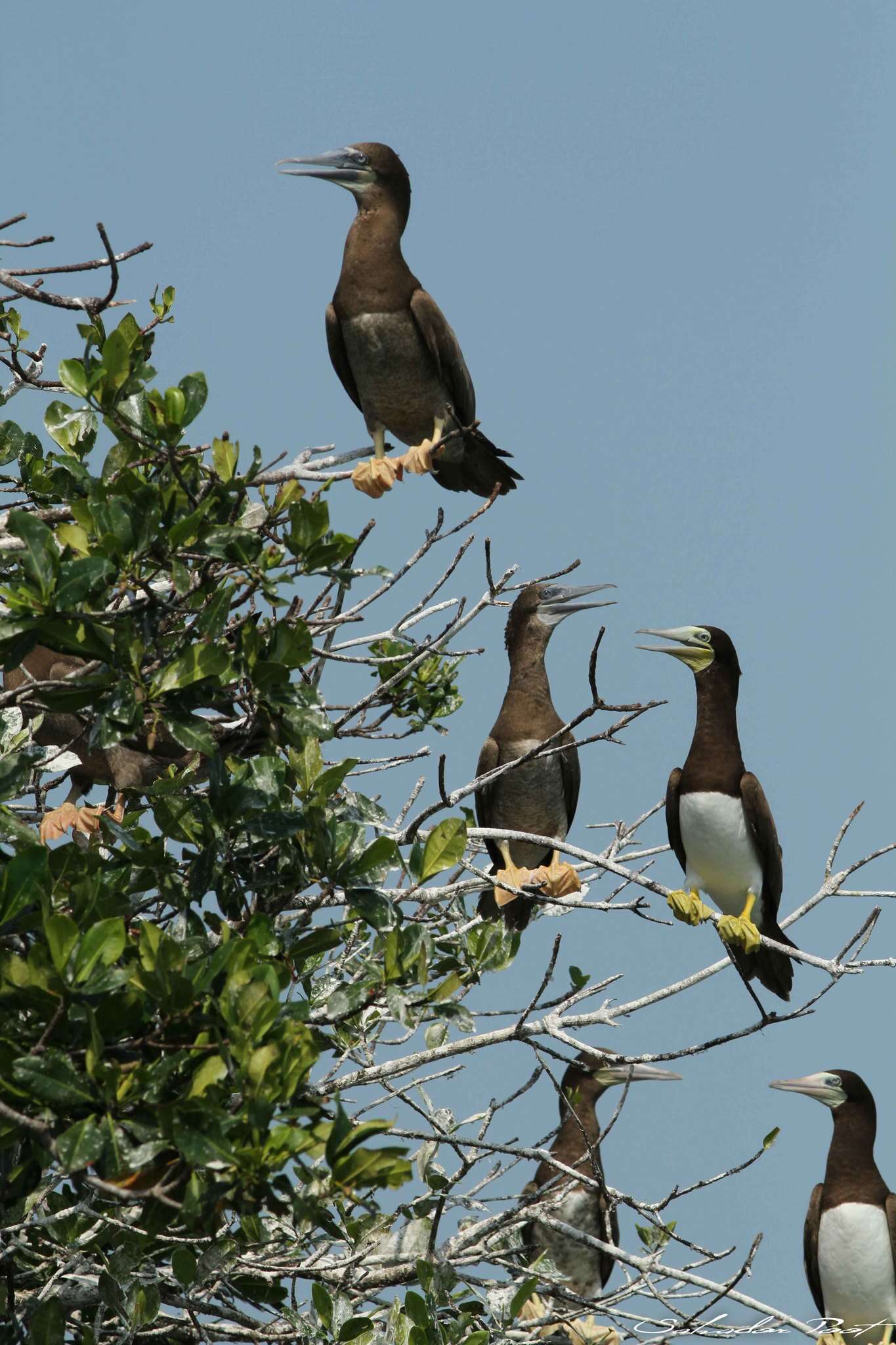 Image of Brown Booby