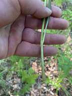 Image de Danthonia sericea Nutt.