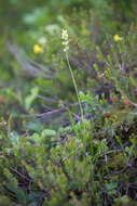 Plancia ëd Tofieldia calyculata (L.) Wahlenb.