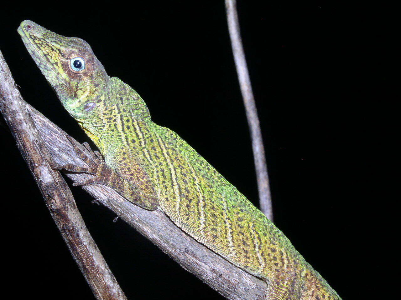 Image of Banded Tree Anole