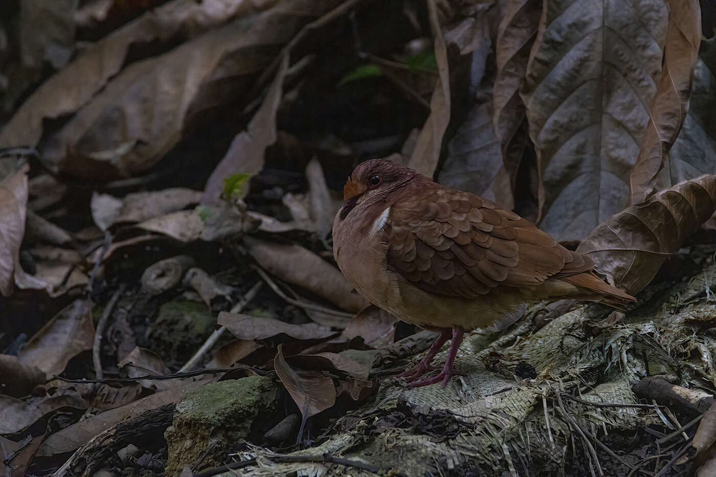 Image of Ruddy Quail-Dove