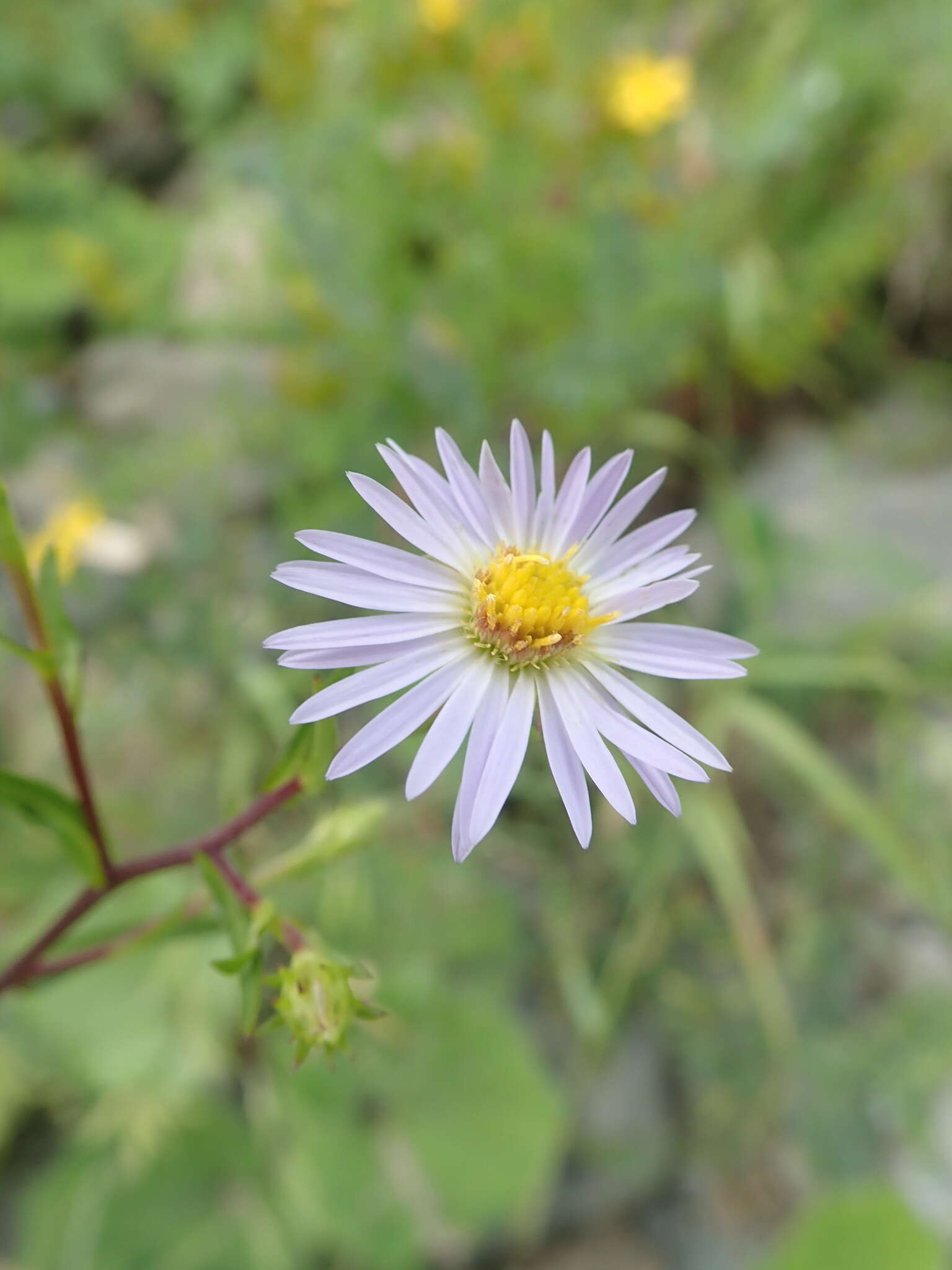 Image of hairy New York aster