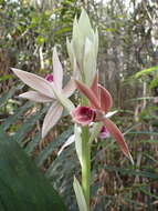 Image de Phaius tankervilleae (Banks) Blume