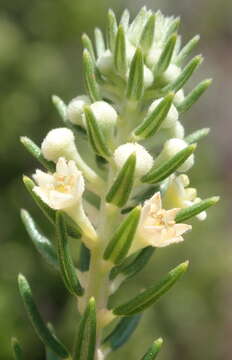 Image of Phylica axillaris var. axillaris