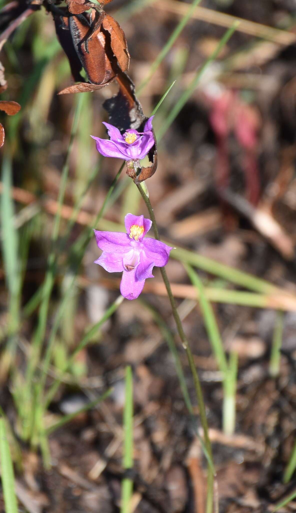 Calopogon multiflorus Lindl.的圖片