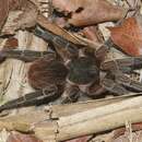 Image of Cuban Gold Tarantula