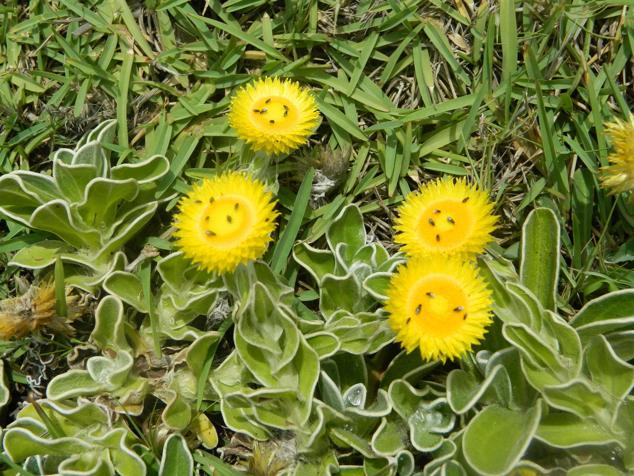 Image of <i>Helichrysum <i>aureum</i></i> var. aureum