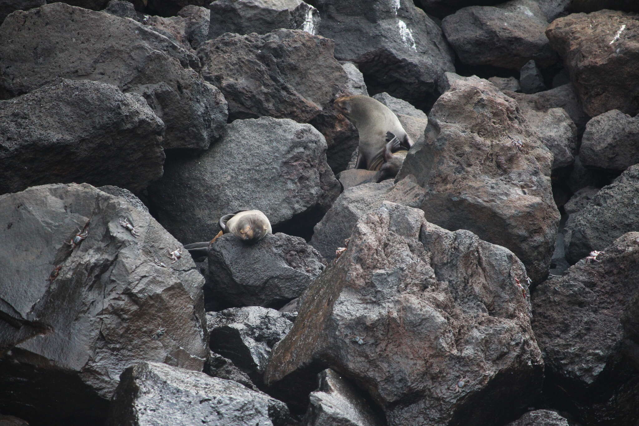 Image de Arctocéphale des Galapagos