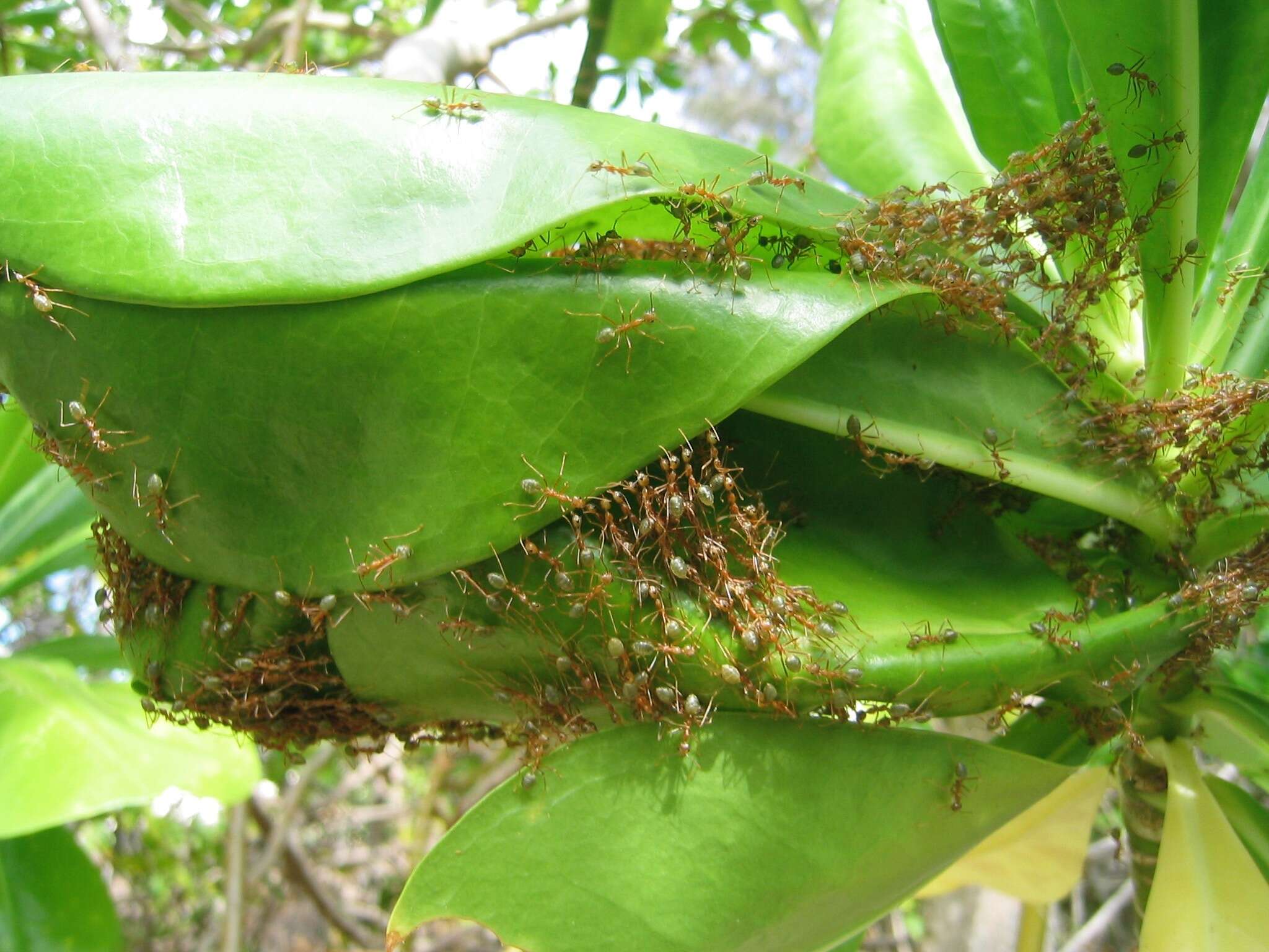 Слика од Oecophylla smaragdina (Fabricius 1775)