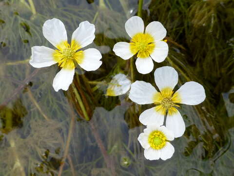 Слика од Ranunculus trichophyllus Chaix