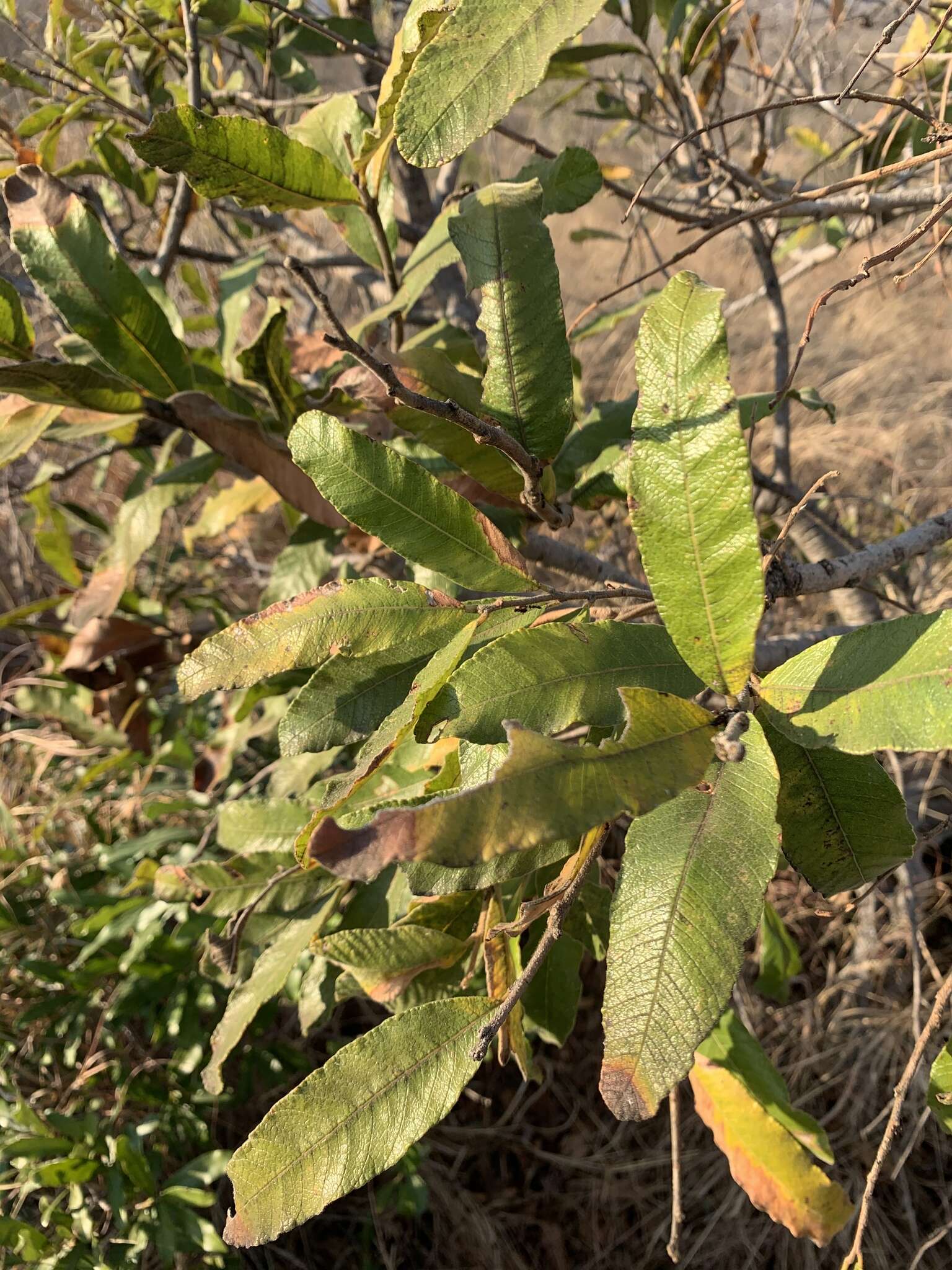 Image of Ozoroa sphaerocarpa R. & A. Fernandes