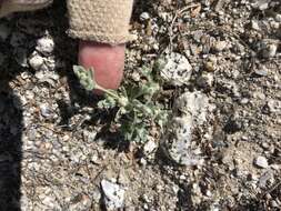 Image of dwarf cottonrose