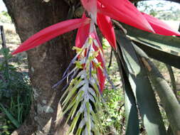 Image of Billbergia porteana Brongn. ex Beer