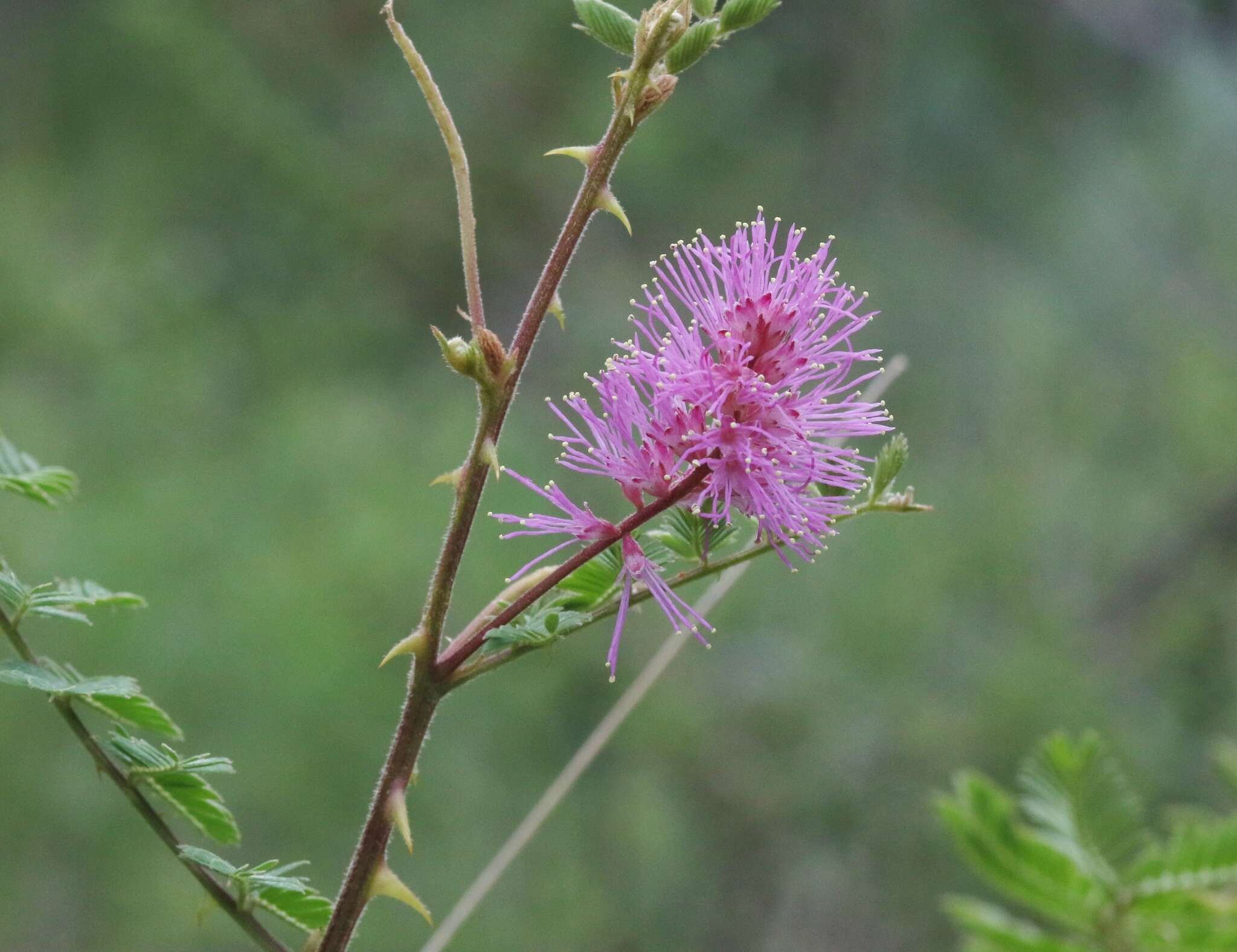 Image of velvetpod mimosa