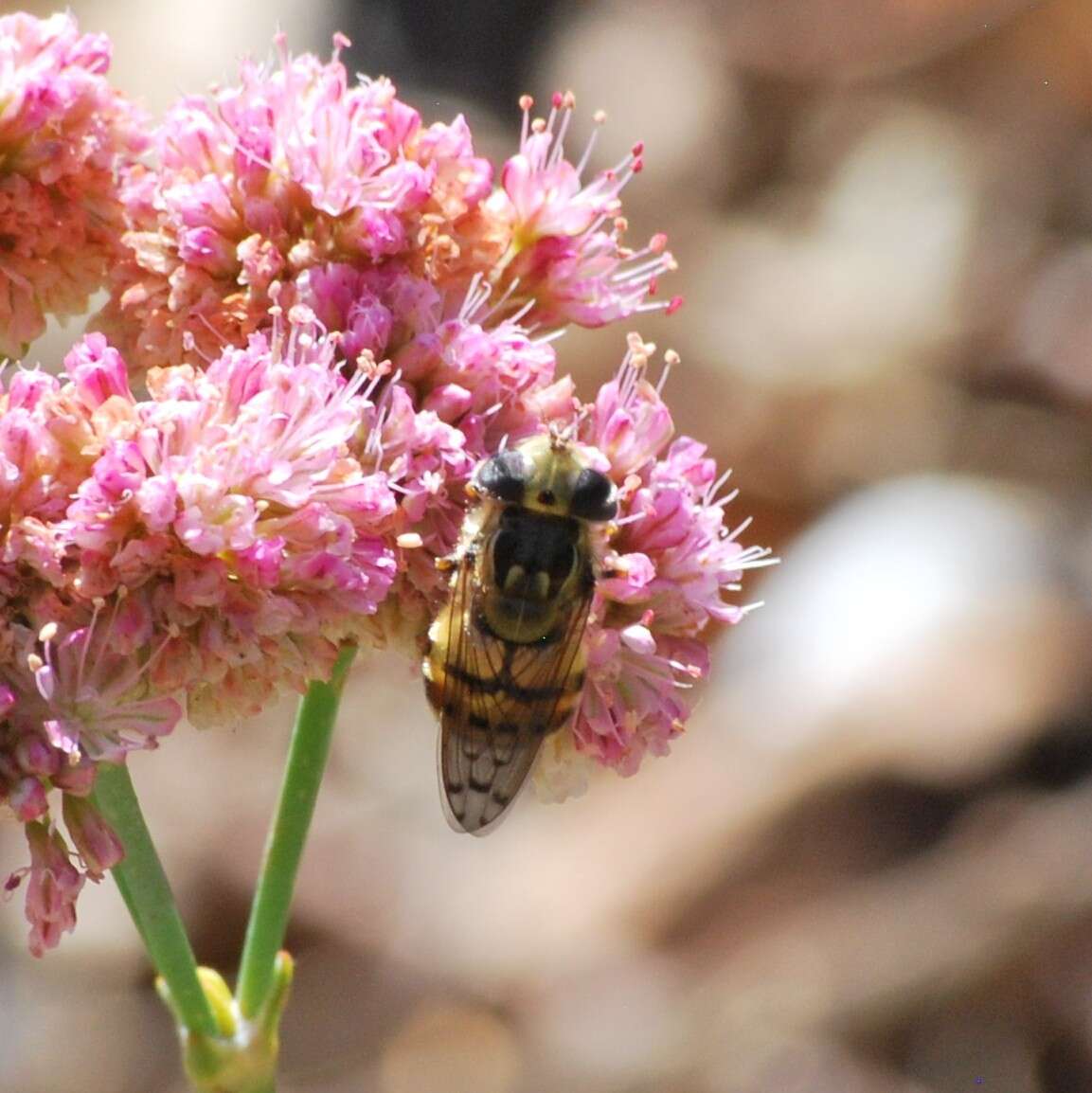 Image of Spotted-wing Bromeliad Fly